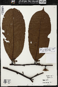 Guatteria punctata image