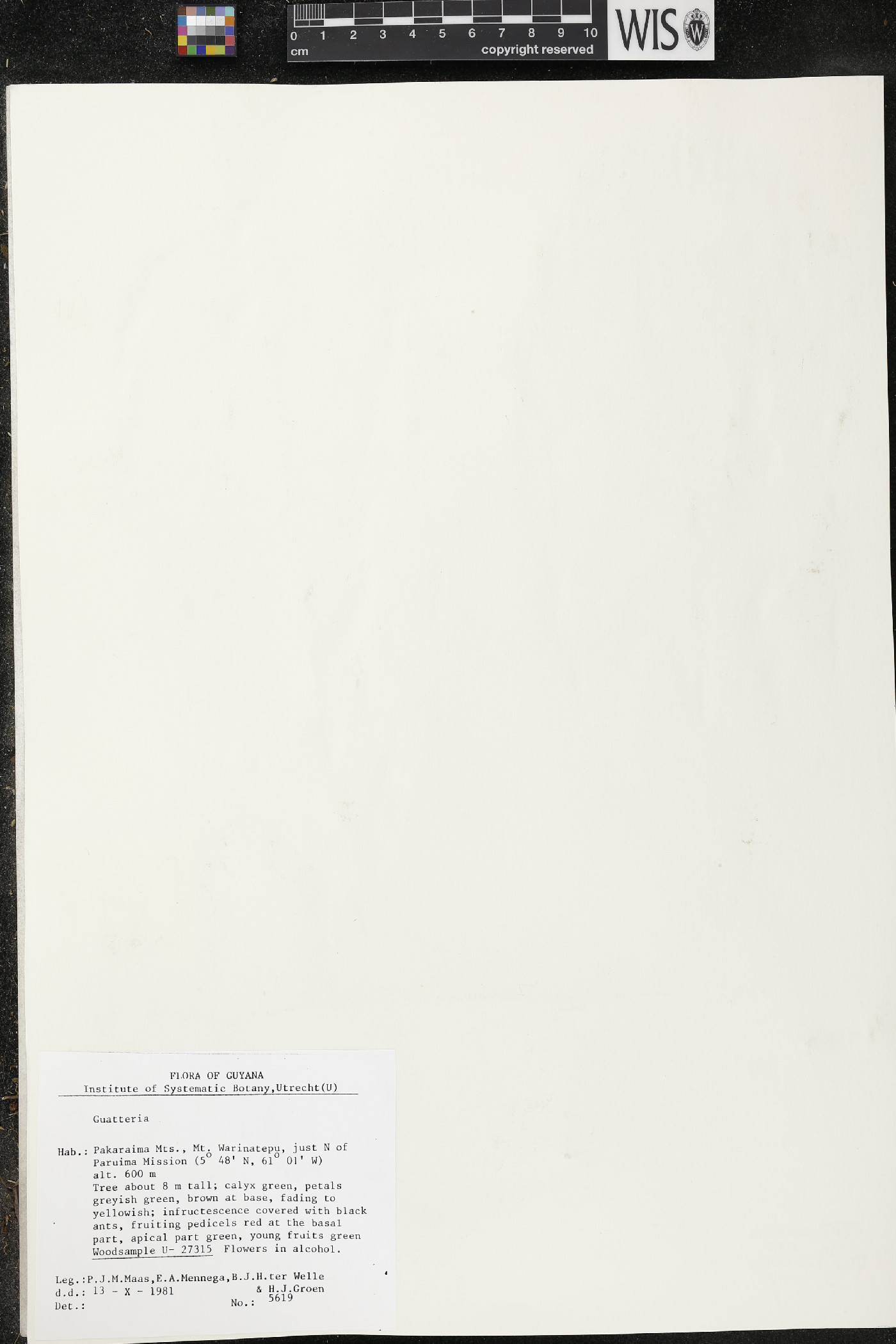 Guatteria punctata image