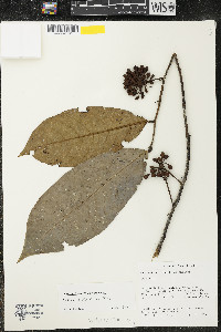 Guatteria saffordiana image