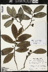 Guatteria costaricensis image