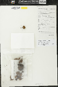 Guatteria scalarinervia image