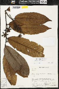 Guatteria saffordiana image