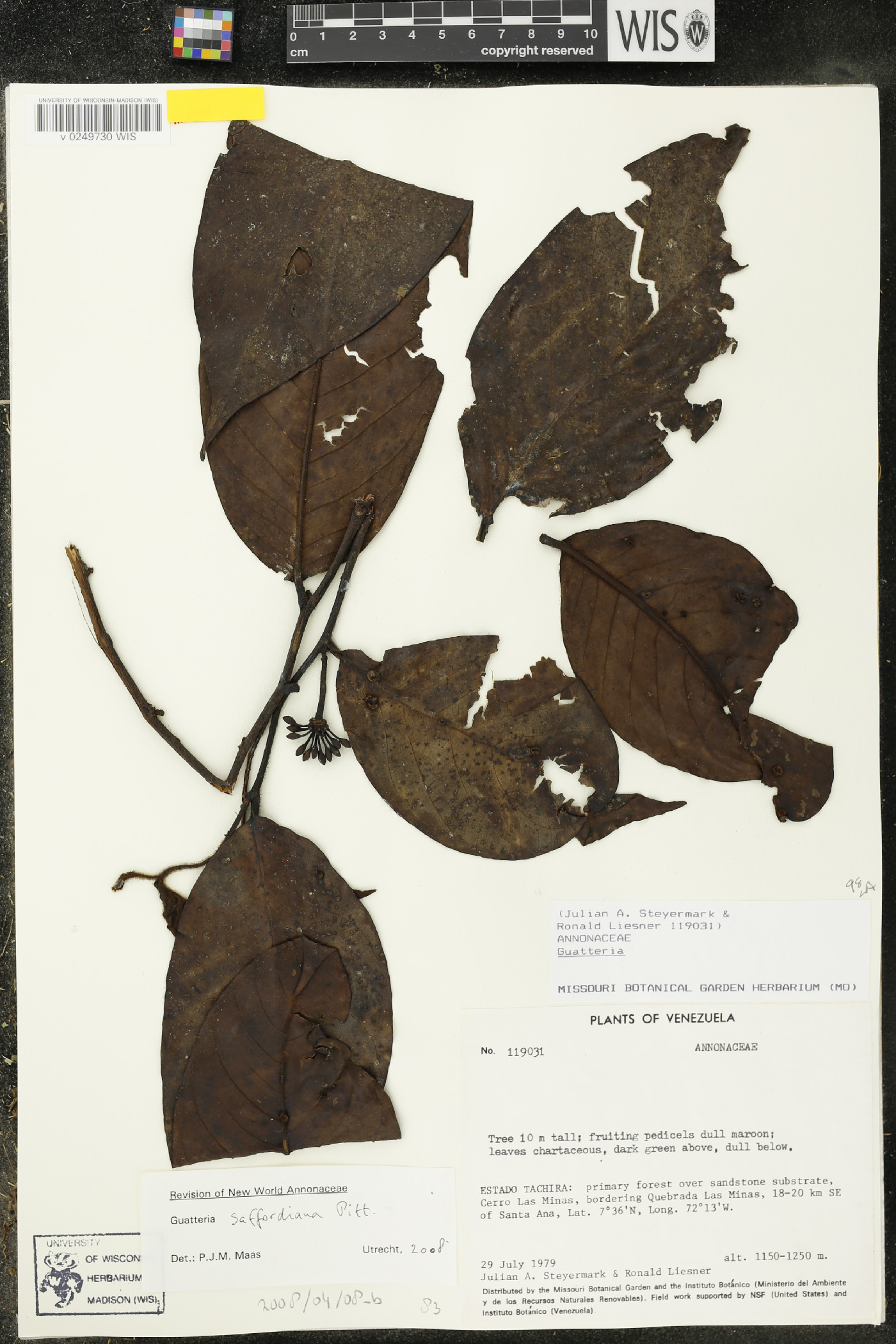 Guatteria saffordiana image