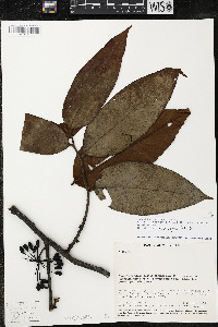 Guatteria recurvisepala image