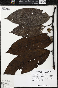 Guatteria recurvisepala image
