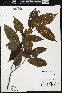 Guatteria inundata image