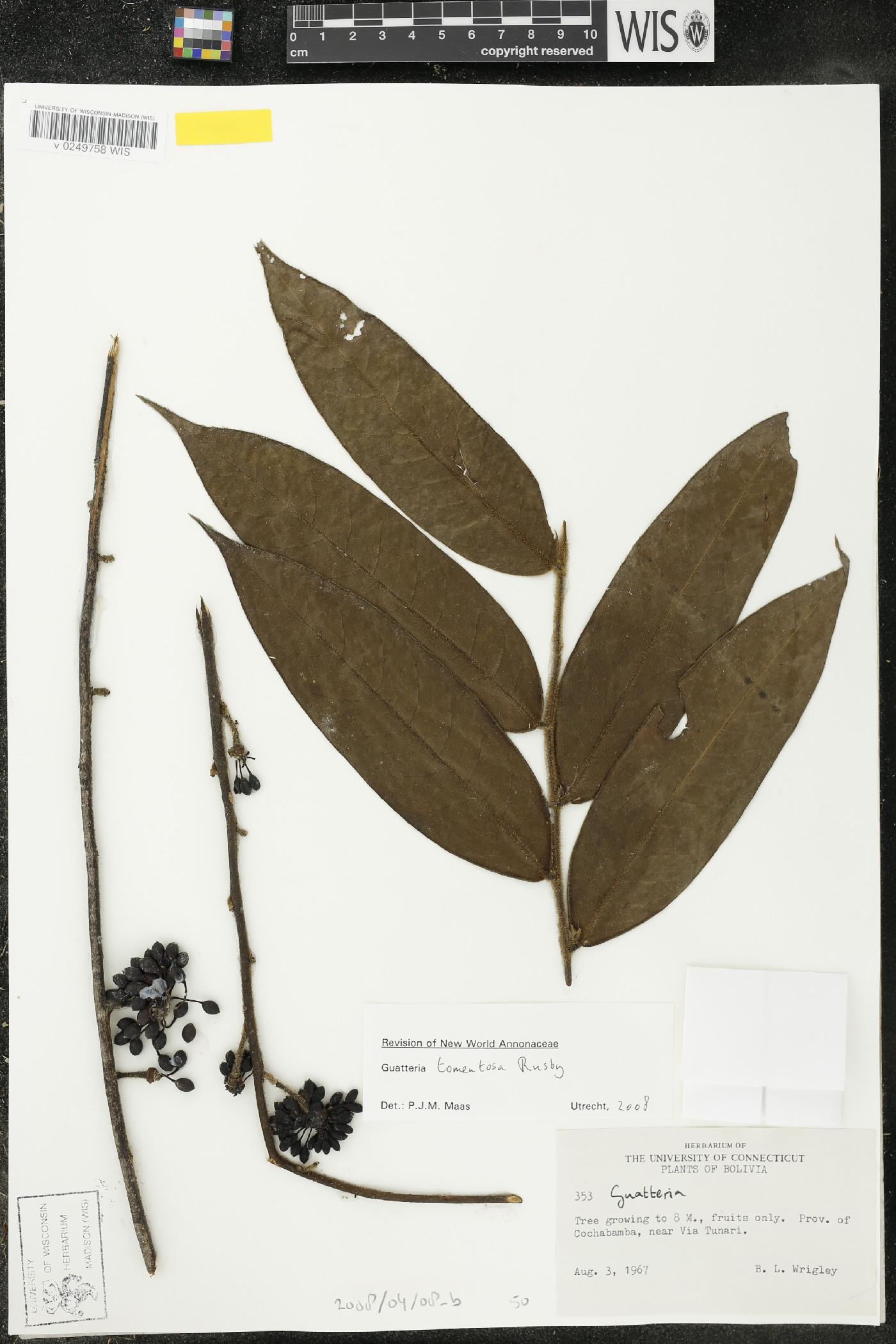Guatteria tomentosa image