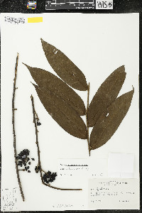 Guatteria tomentosa image
