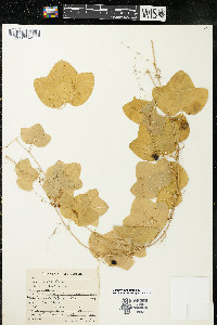 Passiflora lutea image