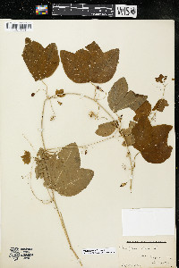 Passiflora lutea image