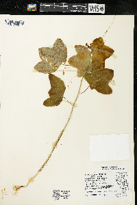 Passiflora lutea image
