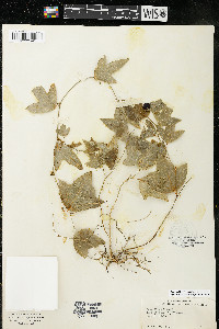 Passiflora lutea image