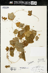 Passiflora lutea image