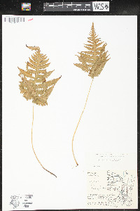 Phegopteris connectilis image