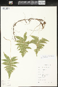 Phegopteris connectilis image