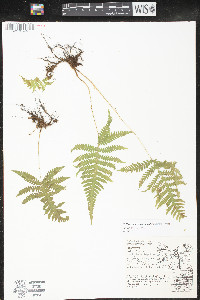 Phegopteris connectilis image