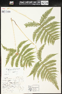 Phegopteris connectilis image