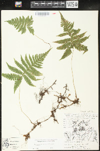 Phegopteris connectilis image