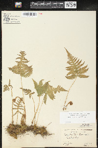 Phegopteris connectilis image