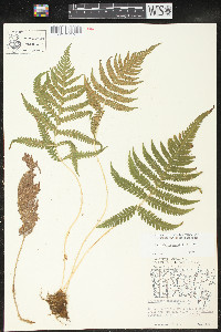 Phegopteris connectilis image