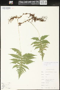 Phegopteris connectilis image