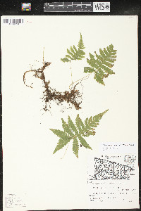Phegopteris connectilis image