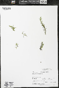 Elodea canadensis image