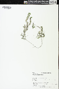 Elodea canadensis image