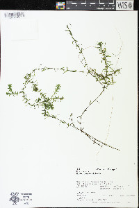 Elodea canadensis image