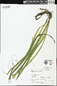 Vallisneria americana image