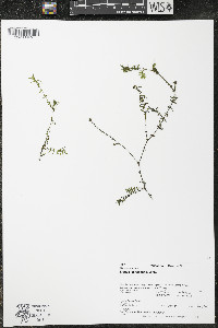 Elodea canadensis image