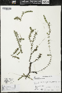 Elodea canadensis image