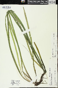 Vallisneria americana image