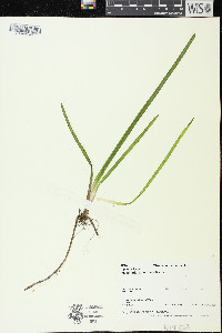 Vallisneria americana image