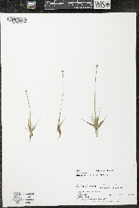 Eriocaulon aquaticum image