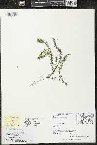 Elodea canadensis image