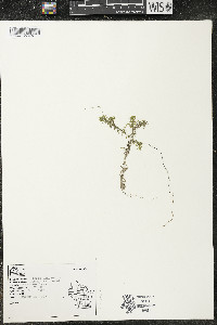 Elodea canadensis image