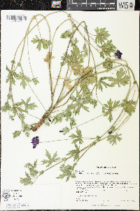 Callirhoe involucrata image