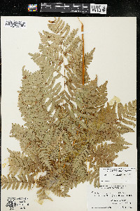 Pteridium aquilinum var. latiusculum image