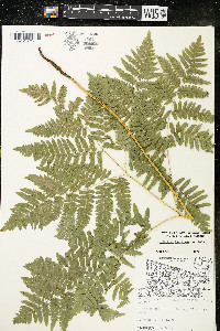 Pteridium aquilinum var. latiusculum image