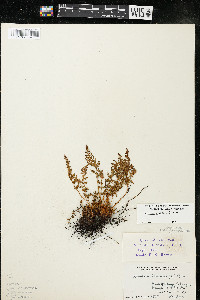 Woodsia ilvensis image