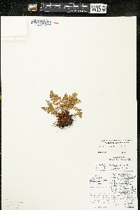 Woodsia ilvensis image