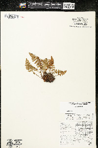 Woodsia ilvensis image