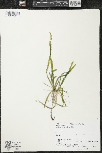 Vallisneria americana image