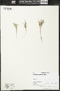 Eriocaulon aquaticum image