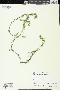 Elodea nuttallii image