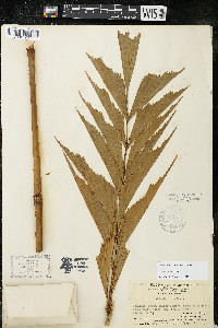 Caryota mitis image