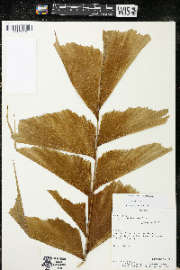 Caryota mitis image