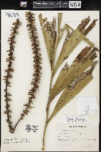 Caryota urens image