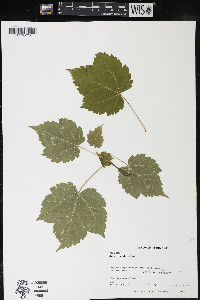 Acer spicatum image